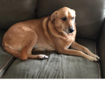 Le Doggo Luverz