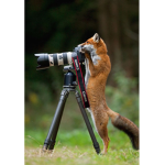 a fox with a camera