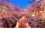 Blossom Tree Group