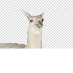 The baby llamas :)