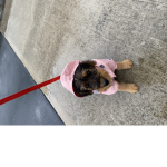 Cool puppy pales