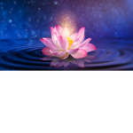 Pure Lotus