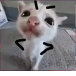 月的粉絲群
