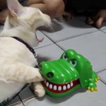 Doges That Raid