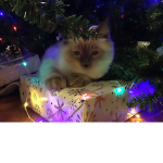 Wonder kitty