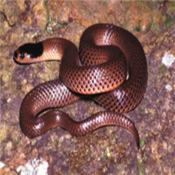 Abyssal918's Snake Hangout