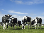 Cow group moo :0