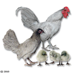 Bantam Chicken