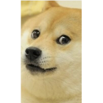 Dooooooge