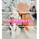 - iisunflower -
