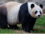 The Panda Mayhem!