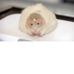rats mhm rats