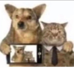 meow??