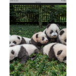 The panda group!~