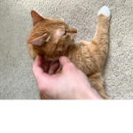 Cool cats are amazing