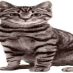 Odd Cat Studios