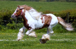 .Horse squad .