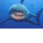 Shark animations