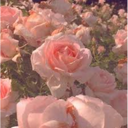 •┈୨♡୧┈•ﾟ｡.‧˚
