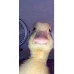 duckynational