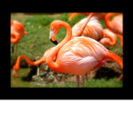 WE ARE THE FLAMINGOS