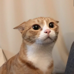 [content deleted(11058664)]