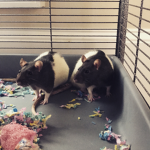 *Rat_Squad*