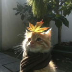 rhuemored