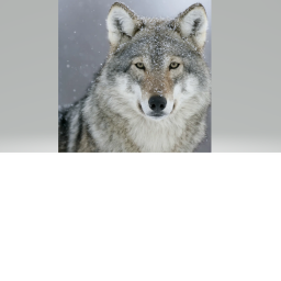 The RP Home For The Nicest Wolf Pack