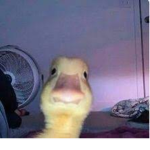 -_-duck army-_-