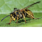 BEE HACKERS HEHE