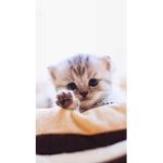 Coolest kitten