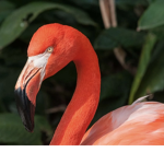 The flamingosssss
