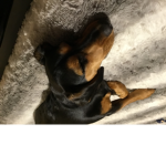 Leo the cute