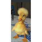 I heart ducks