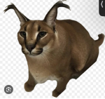 Cult Of Da Floppas