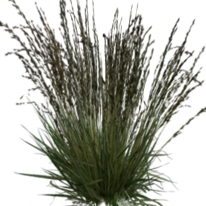 💯 Tall Grass! Fun Game Cool New
