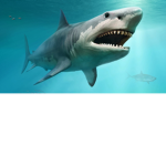 SHARK LIF FOREVER