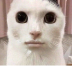 s0ukii fan group