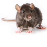 State of rats