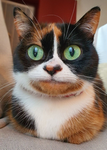 Rainbow Unicorn Cat