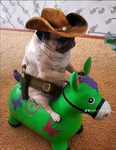 kom