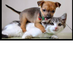 Animals going crazy