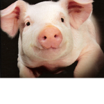 Piggies!🐽
