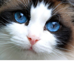Teh #CatGroup