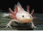 Axolotl Court