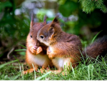 #SQUIRREL