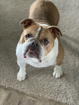 BULLDOGS CLUB!