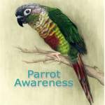 Parrot Awareness