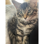 Lovely cat Teddi